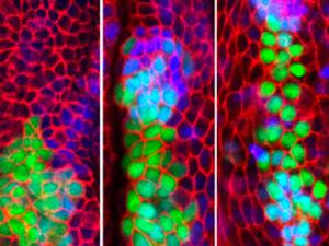 Secuencia temporal del desarrollo embrionario de Drosophila en el que se puede apreciar cómo un grupo de células provenientes del primordio de la pata (marcadas con el marcador Dll>GFP, verde) van a dar lugar a parte del primordio de ala (marcado en azul con esg-lacZ). /UAM.