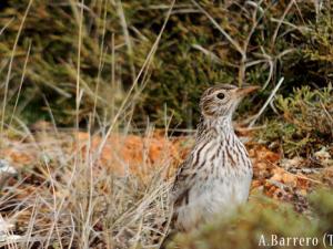 La alondra ricotí está desapareciendo en España y Europa. / A. Barrero (Teg-UAM)