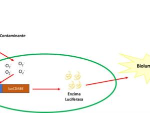 Mecanismo de inducción de la bioluminiscencia de los biosensores basados en superóxido dismutasas, en presencia de contaminantes que producen estrés oxidativo. /UAM