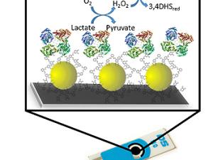 Desarrollan un biosensor para la determinación directa de lactato en alimentos