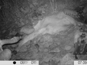 Buitres leonados alimentándose de noche en carroñas de ganado en la Cordillera Cantábrica, Parque Natural de Somiedo. / UAM
