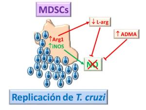 Modelo para explicar la inhibición de iNOS en MDSCs durante la infección por Trypanosoma cruzi. La elevada expresión de Arg1 en MDSCs produce la depleción de L-arg que junto con elevados niveles de ADMA (inhibidor de la iNOS) impiden la síntesis de NO, necesario para el control de la replicación del parásito. / UAM-CSIC