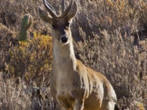 Taruka (Hippocamelus antisensis). / Fuentes-Allende