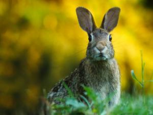 El conejo es una especie de gran interés, pieza clave en muchos ecosistemas ibéricos. / 12019 (PIXABAY)