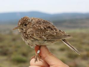 Alondra ricotí, marcado con anillas, listo para ser liberado de nuevo en su hábitat. El marcaje científico es clave en estos proyectos. Mediante recaptura, física o visual, permite determinar tasas de supervivencia, uso del hábitat, etc./Adrián Barrero - UAM