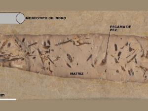 Fotografía de un coprolito cilíndrico de Las Hoyas que podría ser atribuido a un animal anfibio o terrestre carnívoro. /UAM