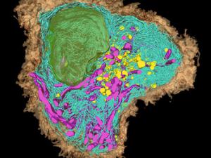 Reconstrucción SBF-SEM 3D de una célula dendrítica. Muestra: Dr. Peter Munro y Hannah Armer, UCL - Instituto de Oftalmología. / ZEISS Microscopy (FLICKR)