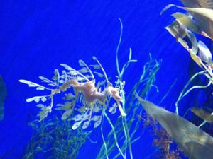 Algas marinas. / MelKro (PIXABAY)