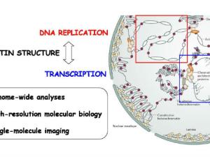 El correcto empaquetamiento del genoma es esencial para mantener su estabilidad. / CBM (modificada de Aladjem and Redon, 2016)