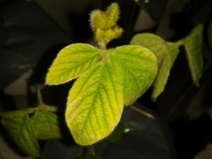 Síntomas de deficiencia de hierro en hoja de soja. /UAM