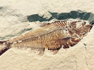 Pez fosilizado. / strecosa (PIXABAY)