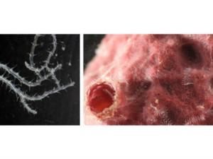 Izquierda: Parte anterior del gusano Ramisyllis multicaudata con primeras ramificaciones. Derecha: Partes terminales del mismo gusano saliendo por los poros de su esponja hospedadora