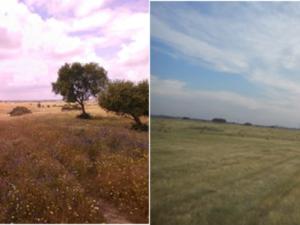 Campo pastoreado (izquierda) y campo segado para heno (derecha) en el Suroeste Ibérico.