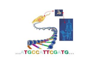 Ensamblaje completo de la secuencia del genoma de L. infantum, parásito transmitido por insectos que causa leishmaniasis visceral en humanos y perros. / UAM