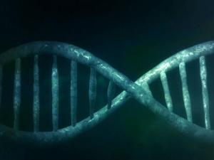 Los microRNAs están implicados en los efectos de las hormonas tiroideas en la piel. / PublicDomainPictures (PIXABAY)