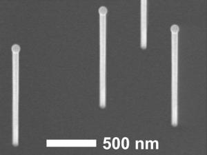 Nanohilos de arseniuro de galio crecidos sobre un sustrato de silicio. Sobre los nanohilos se pueden observar las gotas de galio que catalizan su crecimiento vertical. El resultado, nanohilos con una longitud 100 veces mayor a su diámetro. / UAM
