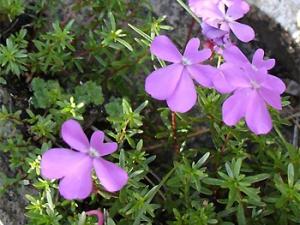 España, aún lejos de proteger sus plantas amenazadas