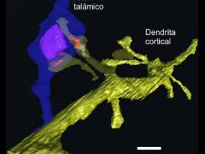 Representación artística. / UAM