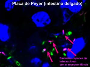 The result opens new avenues for the treatment of disorders such as ulcerative colitis or Crohn’s disease. / Salvador Iborra.