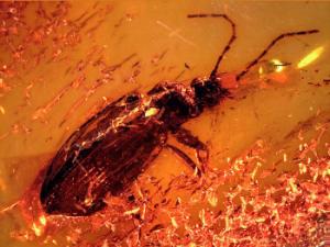 Imagen del Limodromus emetikos fosilizado en la pieza de ámbar. / Sara Gamboa.