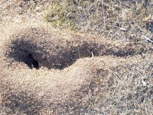 One of the active ant nests located in Somosaguas. /  O. Fesharaki. (UCM)