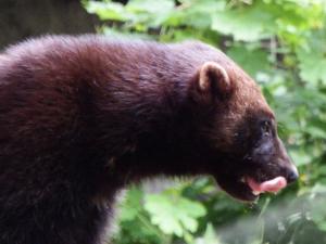Imagen del glotón actual que habita en el hemisferio norte. / Alberto Valenciano. 