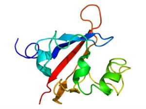 Estructura de la proteína PASK. / Emw (WIKIMEDIA)