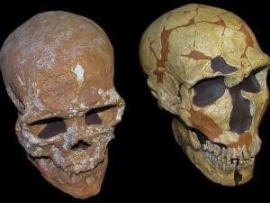 Cráneos de Homo sapiens (izquierda) y Homo neanderthalensis (derecha) / Grupo de Paleoantropología (MNCN-CSIC) 