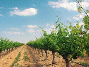 Imagen de un viñedo aragonés. / Juanedc.com (FLICKR)