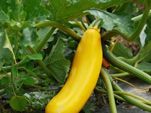 Los expertos han detectado que ciertas vitaminas y pigmentos de esta hortaliza frenan el crecimiento del cáncer en líneas celulares de leucemia humana / MonikaP (PIXABAY)