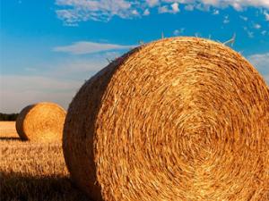 La paja de trigo podría convertirse en un componente más de las baterías de litio / bogitw (PIXABAY)