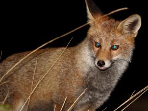 Imagen de un lobo captada por las cámaras que los investigadores emplearon para este trabajo. / UGR