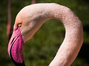 Flamenco. / Dobi78 (PIXABAY)