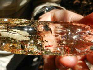 El ámbar no registra todo el pasado forestal, pero preserva fielmente el de los organismos de su entorno. / UJI