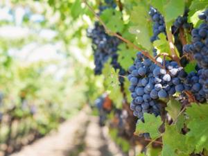 Vid. / jill111 (PIXABAY)