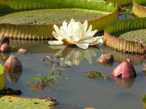 Imagen de la Flora Nativa. / IRUPE (UNL)