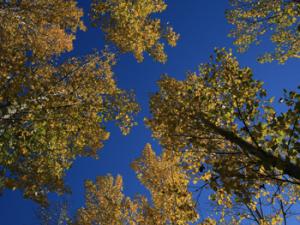 Aumentar el porcentaje de los espacios verdes en las ciudades y mejorar la disposición de los parámetros del paisaje pueden ayudar a moderar el efecto 'isla de calor' urbana y mejorar el confort térmico de los usuarios. / anthonychong (PIXABAY)