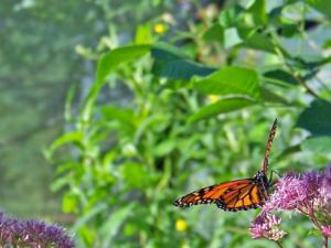 Desarrollan una herramienta para descubrir ecosistemas en riesgo de extinción