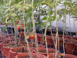 Plantas de tomate utilizadas en el experimento. / Demetrio González Rodríguez (UPM)