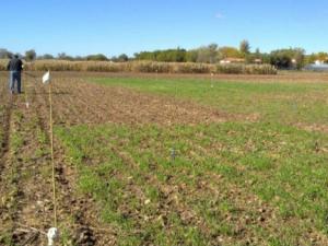 Distribución de las parcelas con los distintos tratamientos durante los meses de invierno (cebada, veza y suelo desnudo). Ensayo de cultivos cubierta de larga duración (Finca La Chimenea, Aranjuez, Madrid).