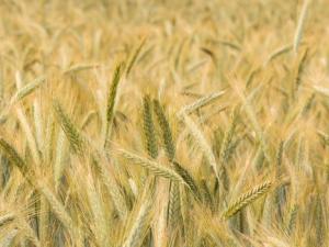 The secrets kept by the germplasm collections