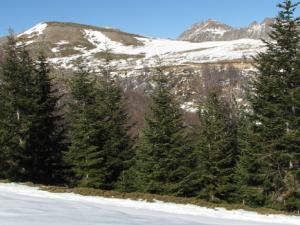 Abies alba. / (WIKIMEDIA)
