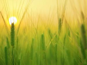 Publicado el análisis más extenso de las características de las especies alimentarias