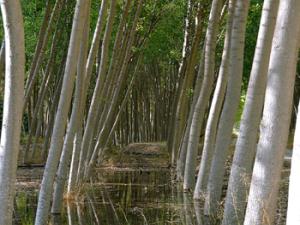 El sistema que se ha utilizado para este trabajo está formado por chopos (Populus alba) con una densidad de plantación de 10.000 árboles por hectárea. / Angeleses (PIXABAY)