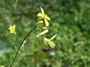 Brassica barrelierie. / Julia Chacón