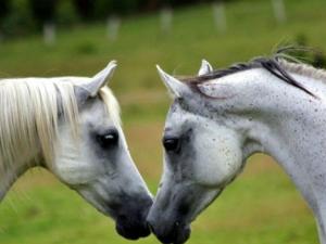 Los caballos mejoran la calidad de vida de personas con esclerosis múltiple