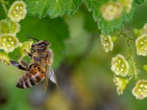 Las interacciones entre plantas y polinizadores podrían ser más vulnerables al cambio climático