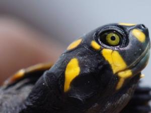 Tortuga Charapa (Podocnemis expansa) en la Cuenca del Amazonas./ Greta C. Vega