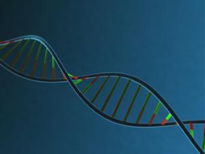 Los expertos describen en este trabajo cómo el mecanismo específico de reparación de estas roturas impide que se formen unas estructuras cromosómicas aberrantes denominadas translocaciones. / Thor_Deichmann (PIXABAY)