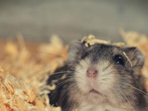 Los hámsteres en hibernación podrían proporcionar nuevas pistas sobre la enfermedad de Alzheimer